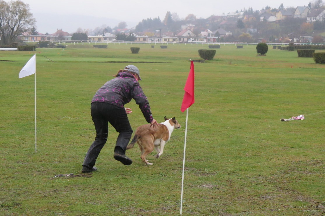 COURSING