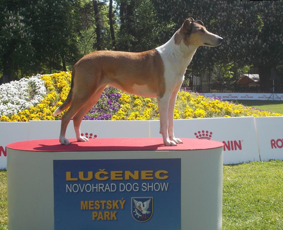 CACIB LUČENEC 7.5.2016