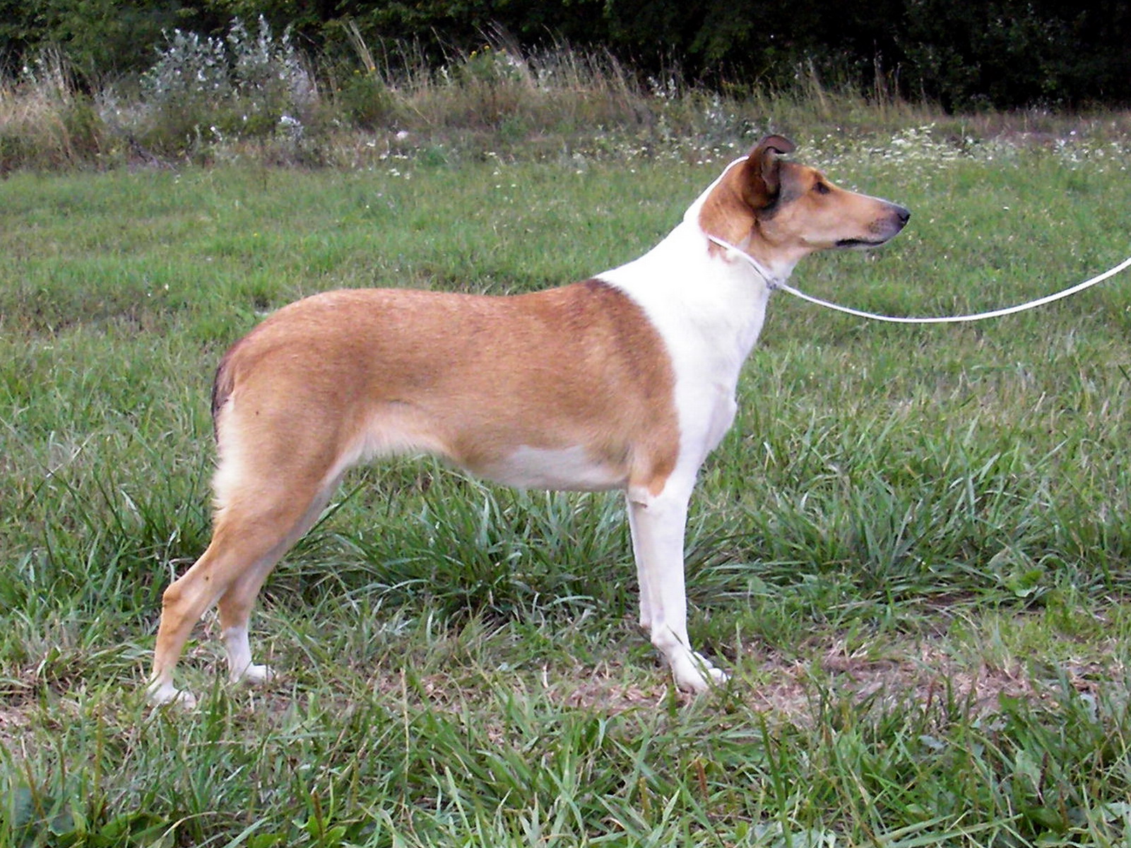 MSM Linn Luned 14,5 m  solo (1)